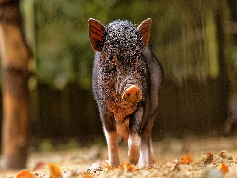 惠州哪个医院有试管（试管t107505）